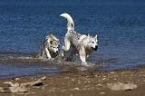 SIBERIAN HUSKY 596